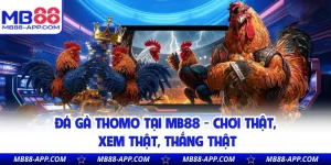 Đá Gà Thomo Tại MB88 - Chơi Thật, Xem Thật, Thắng Thật